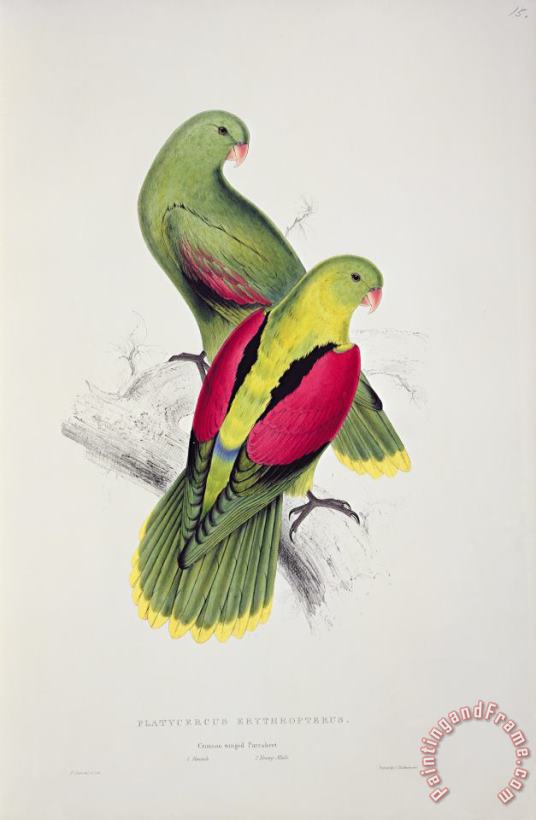 Crimson Winged Parakeet painting - Edward Lear Crimson Winged Parakeet Art Print