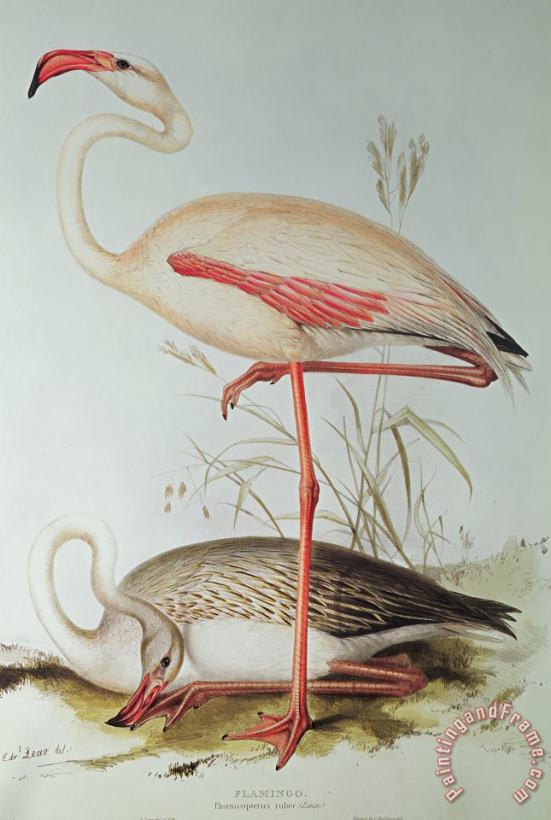 Edward Lear Flamingo Art Painting