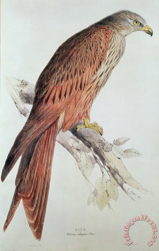 Edward Lear Kite Art Painting