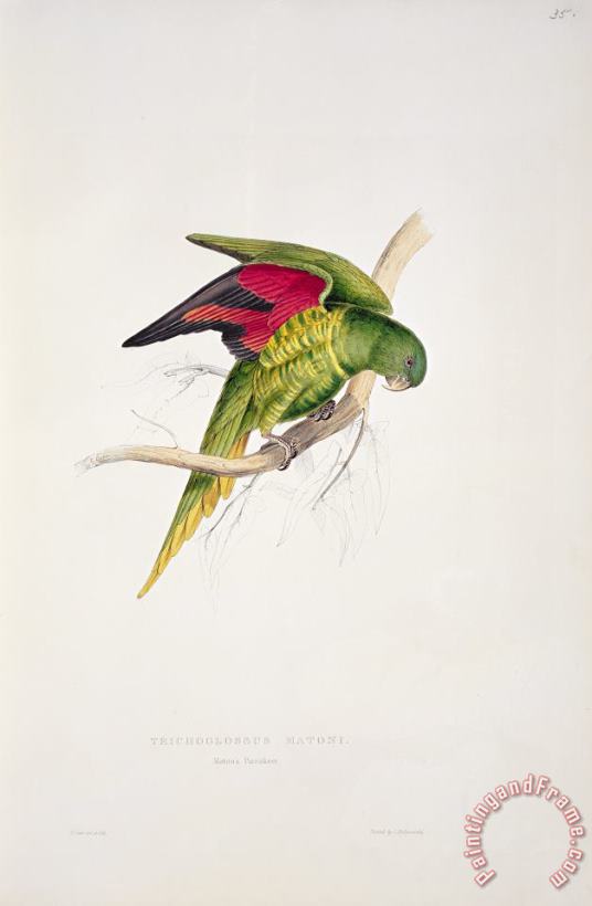 Matons Parakeet painting - Edward Lear Matons Parakeet Art Print