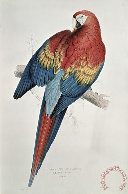 Red and Yellow Macaw painting - Edward Lear Red and Yellow Macaw Art Print