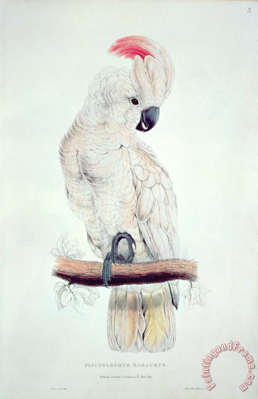 Salmon Crested Cockatoo painting - Edward Lear Salmon Crested Cockatoo Art Print