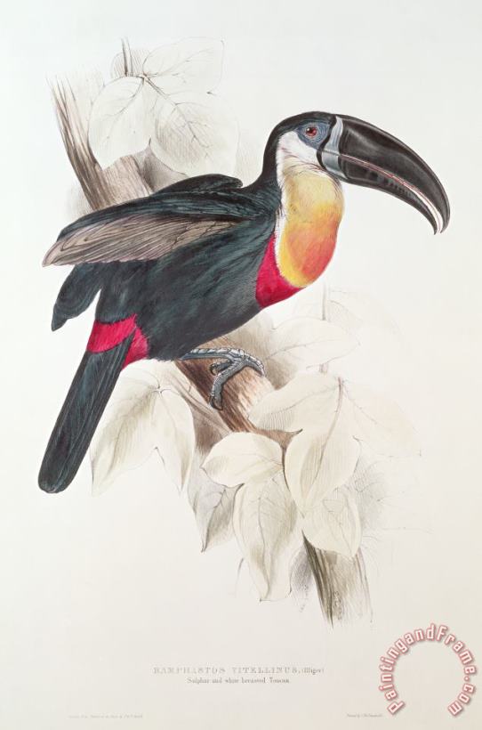 Toucan painting - Edward Lear Toucan Art Print