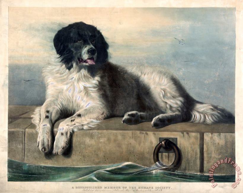 Edwin Landseer A Distinguished Member of The Humane Society Art Painting