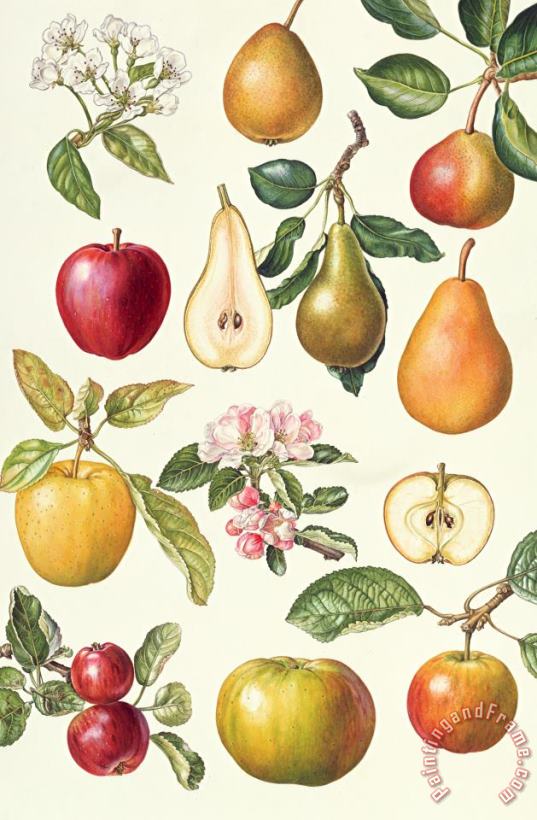 Apples and Pears painting - Elizabeth Rice Apples and Pears Art Print