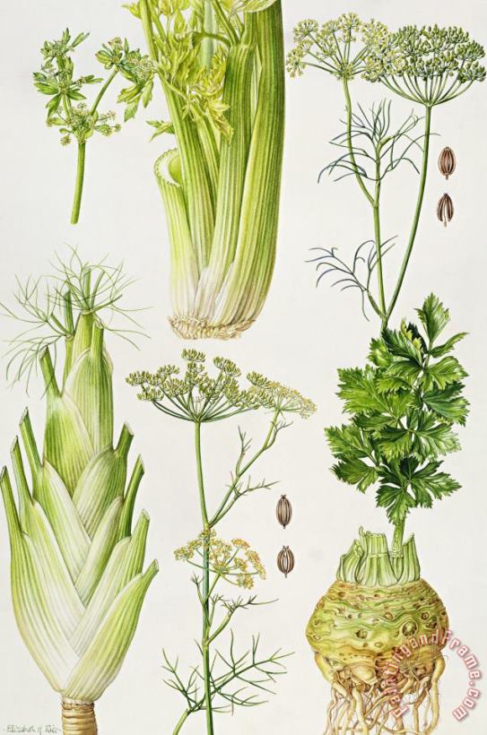 Celery - Fennel - Dill and Celeriac painting - Elizabeth Rice Celery - Fennel - Dill and Celeriac Art Print