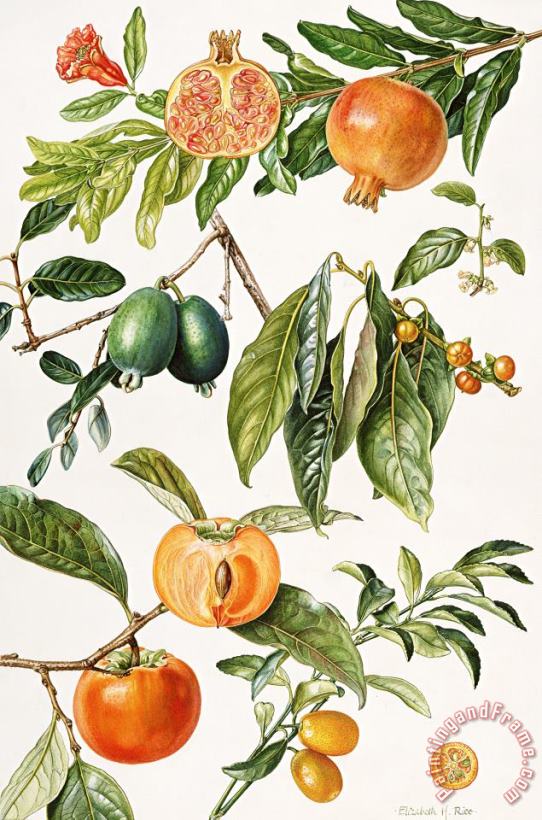Elizabeth Rice Pomegranate and other fruit Art Print