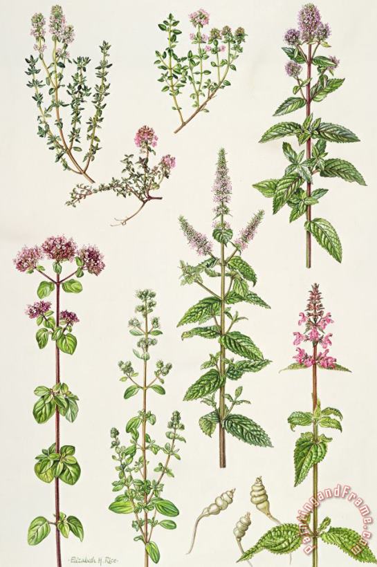 Thyme and other herbs painting - Elizabeth Rice Thyme and other herbs Art Print
