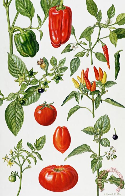 Tomatoes and related vegetables painting - Elizabeth Rice Tomatoes and related vegetables Art Print