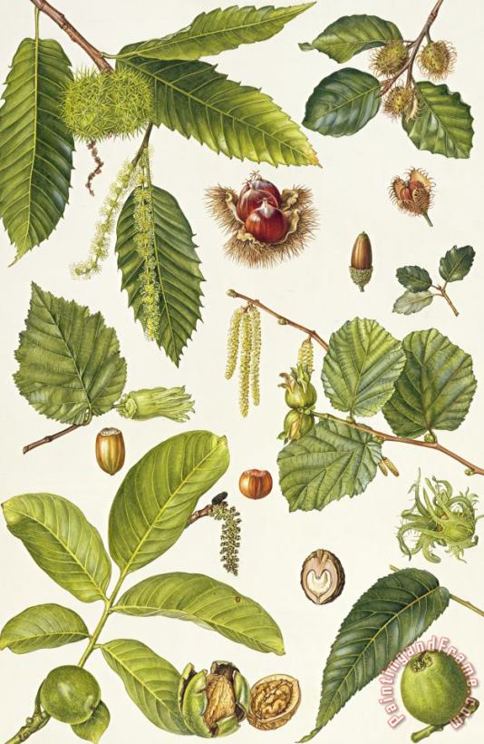 Walnut and other nut-bearing trees painting - Elizabeth Rice Walnut and other nut-bearing trees Art Print