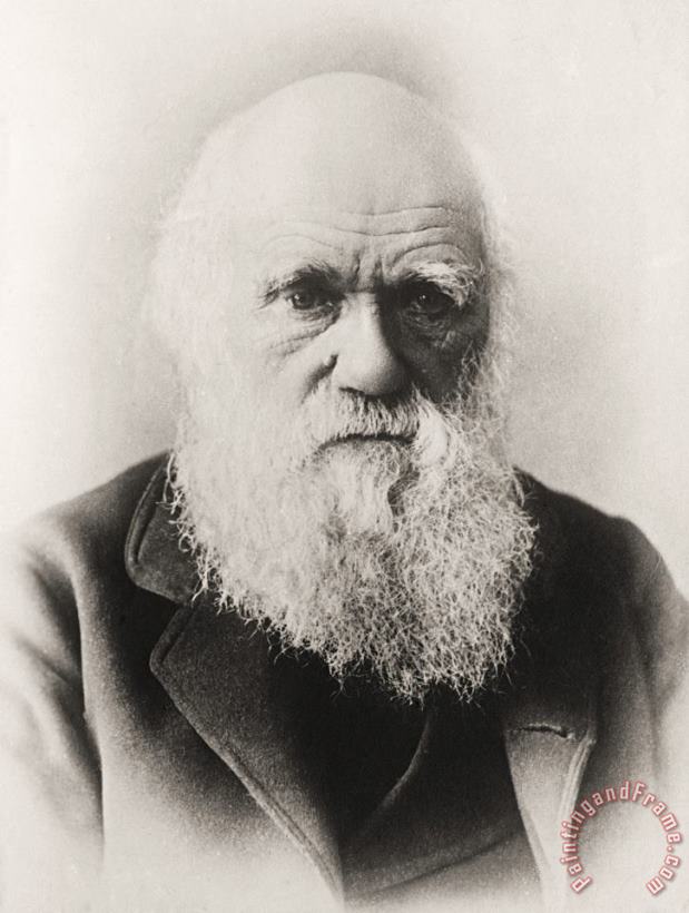 English School Charles Darwin Art Print