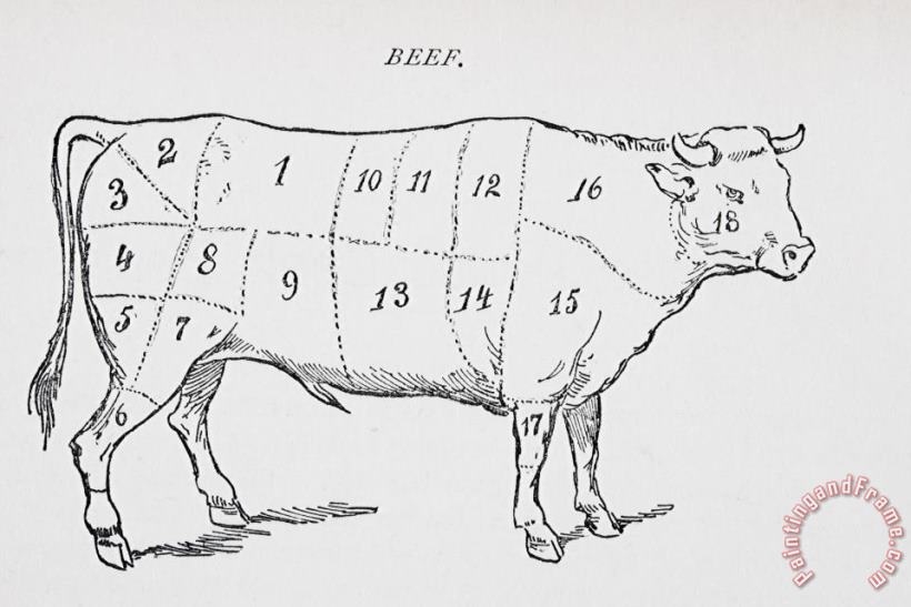 English School Drawing Of A Bullock Marked To Show Eighteen Different Cuts Of Meat Art Print