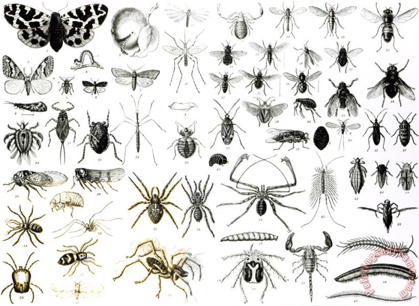 Entomology Myriapoda And Arachnida painting - English School Entomology Myriapoda And Arachnida Art Print