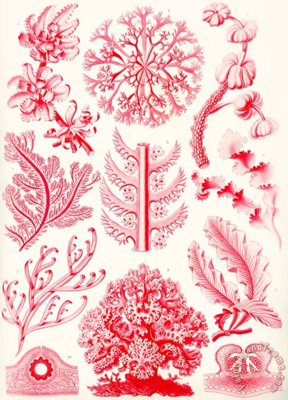 Examples Of Florideae From Kunstformen Der Natur painting - Ernst Haeckel Examples Of Florideae From Kunstformen Der Natur Art Print