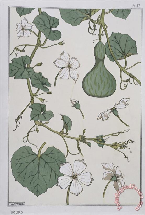 Botanical Diagram of a Gourd painting - Eugene Grasset Botanical Diagram of a Gourd Art Print