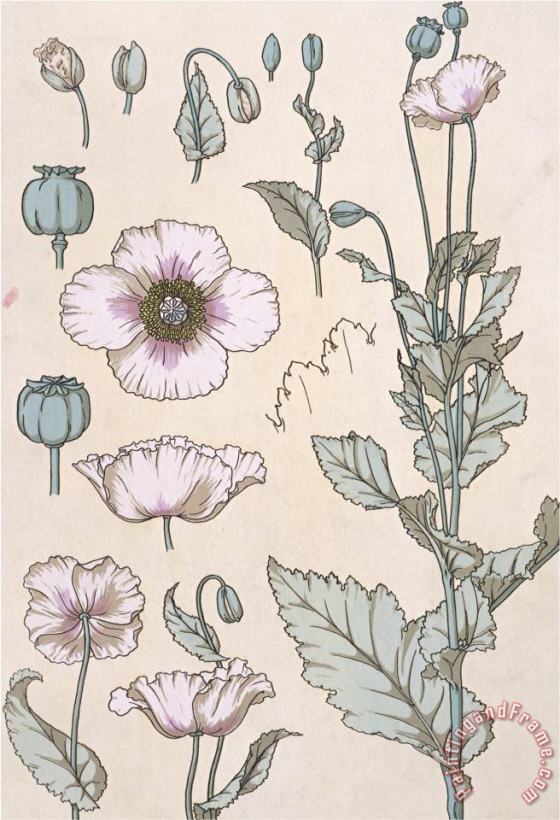 Eugene Grasset Botanical Diagram of a Poppy Art Painting