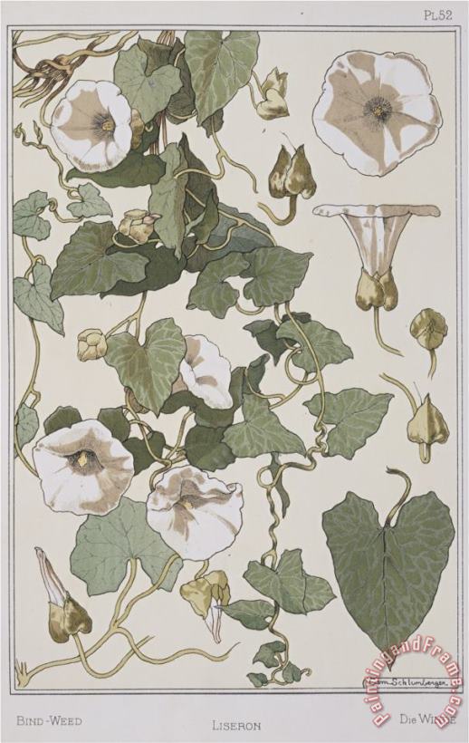 Eugene Grasset Botanical Diagram of Bind Weed Art Painting