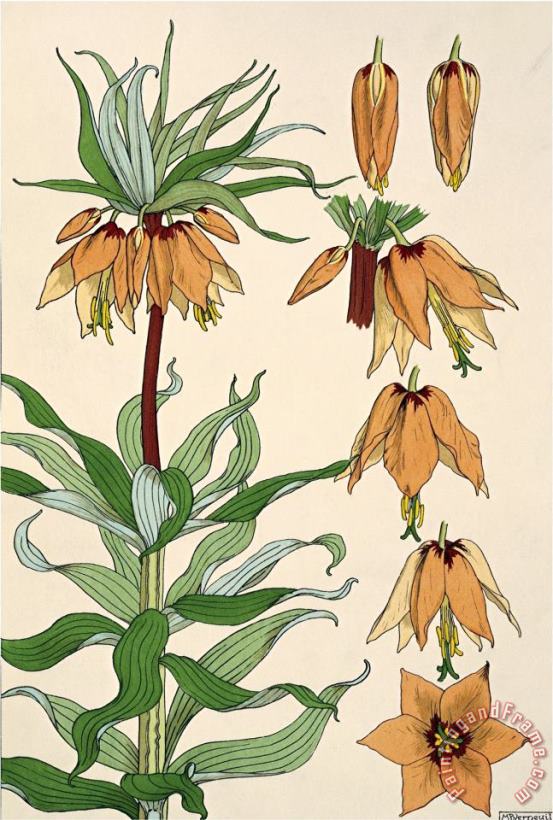 Botanical Diagram of Crown Imperial painting - Eugene Grasset Botanical Diagram of Crown Imperial Art Print