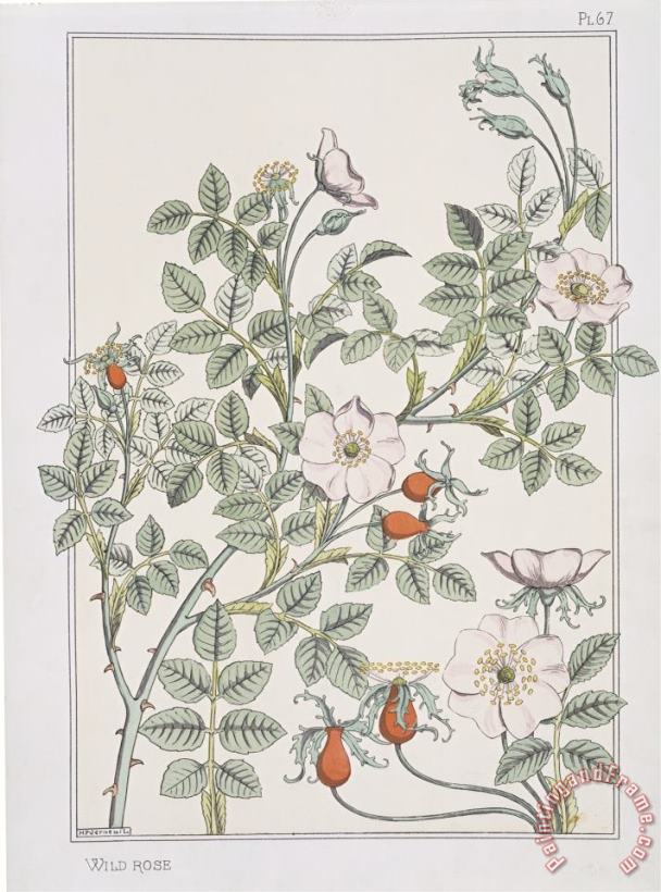 Botanical Diagram of Wild Rose painting - Eugene Grasset Botanical Diagram of Wild Rose Art Print