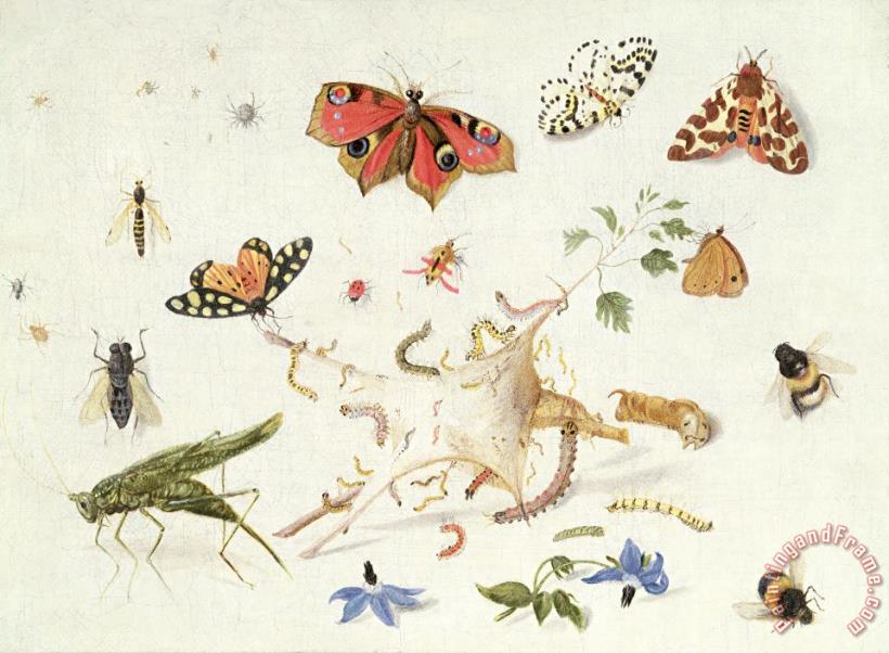 Ferdinand van Kessel Study Of Insects And Flowers Art Painting