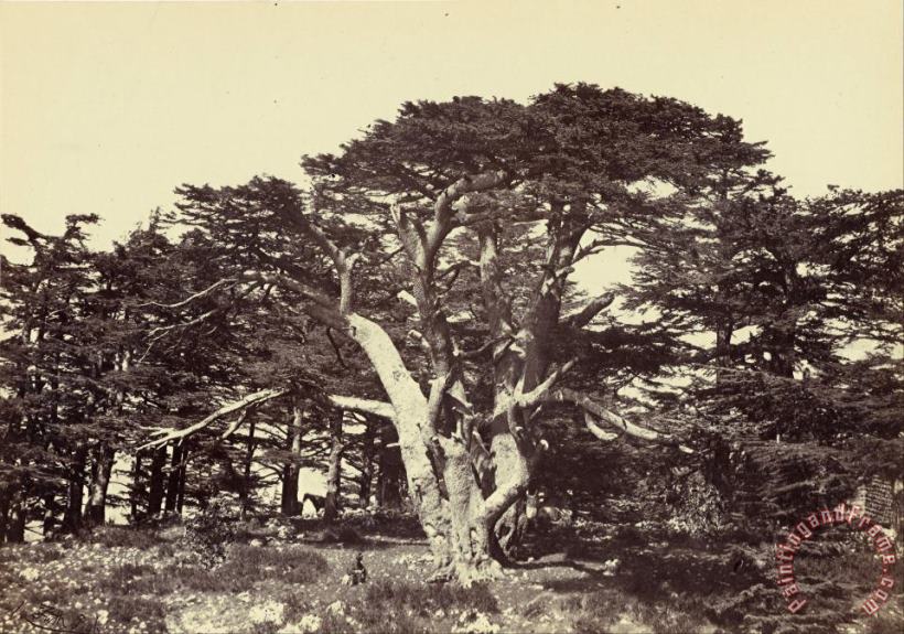 The Largest of The Cedars, Mount Lebanon painting - Francis Frith The Largest of The Cedars, Mount Lebanon Art Print