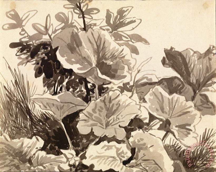 Study of Coltsfoot Leaves painting - Franz Innocenz Kobell Study of Coltsfoot Leaves Art Print