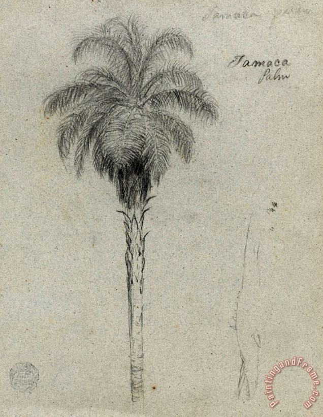 Frederic Edwin Church Botanical Sketch Showing Two Views of The Tamaca Palm Art Print