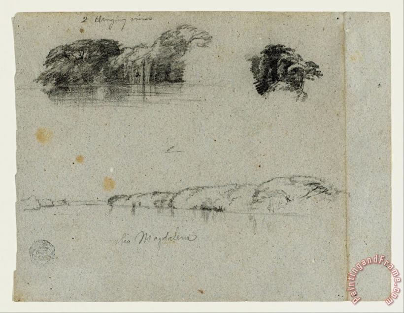 Frederic Edwin Church Sketches of Trees, Vines And a Bank of The Rio Magdalena, Columbia Art Print