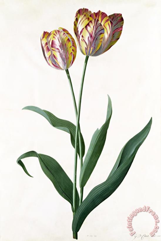 5 Tulip Tulip painting - Georg Dionysius Ehret 5 Tulip Tulip Art Print