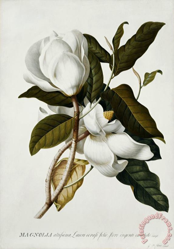 Georg Dionysius Ehret Magnolia Art Painting