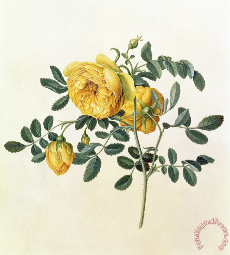 Georg Dionysius Ehret Rosa hemispherica Art Painting