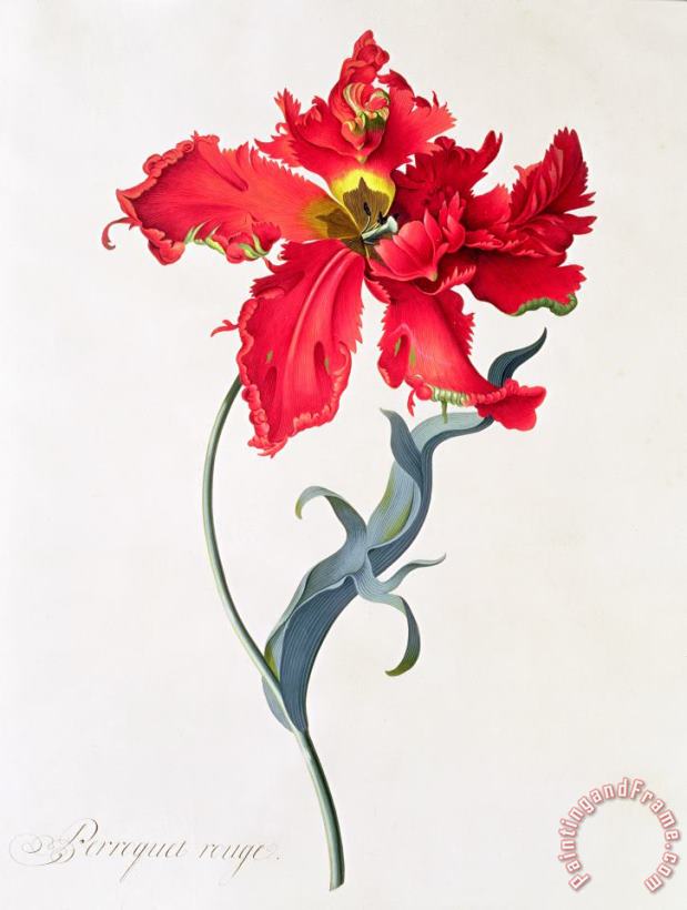 Georg Dionysius Ehret Tulip Perroquet Rouge Art Painting