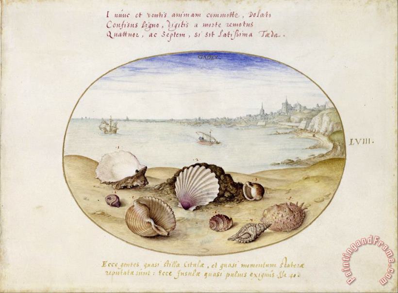 Georg Hoefnagel Seashells And View of Cadiz Art Print