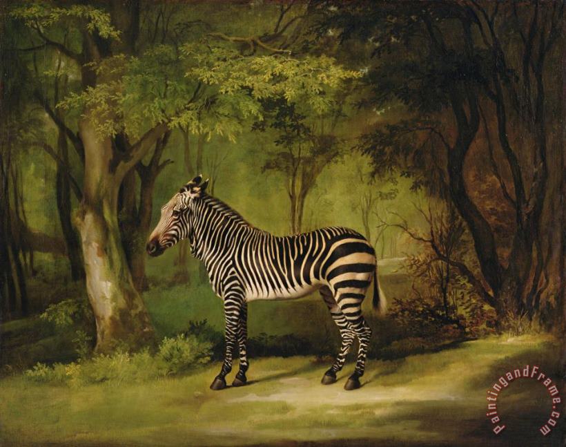 George Stubbs A Zebra Art Print
