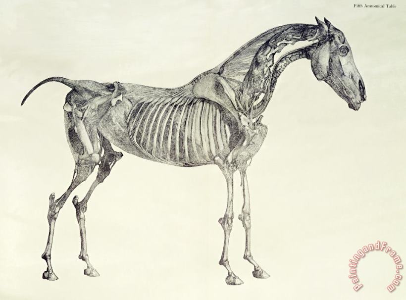 The Anatomy of the Horse painting - George Stubbs The Anatomy of the Horse Art Print