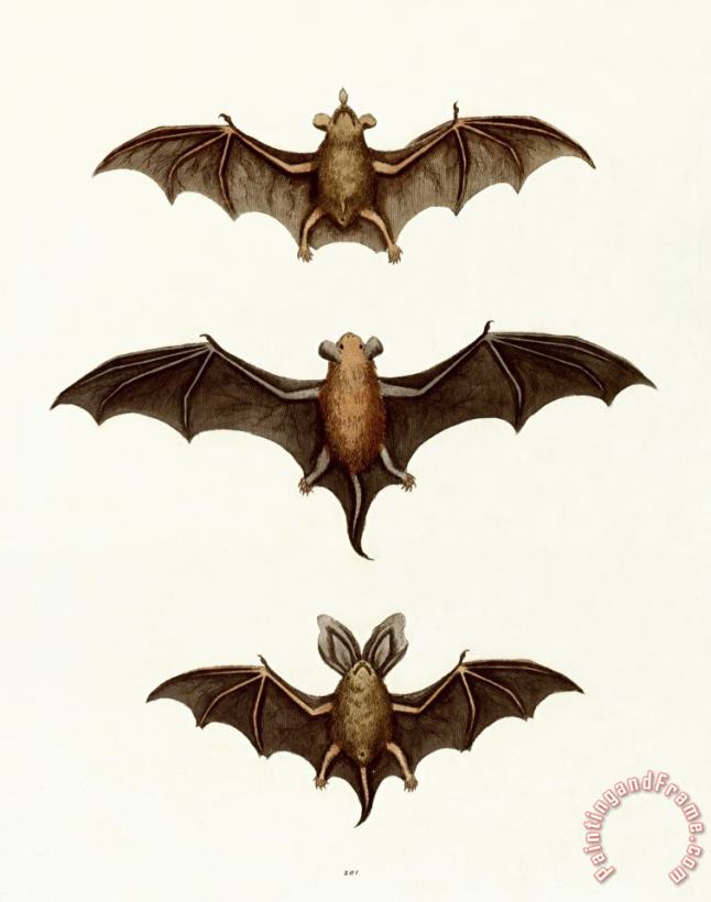 Bats painting - George Wharton Edwards Bats Art Print
