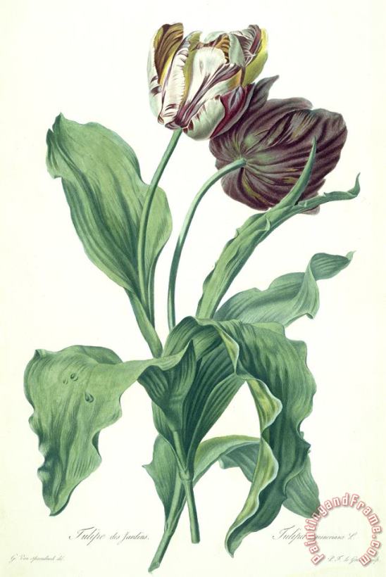 Gerard van Spaendonck Garden Tulip Art Print