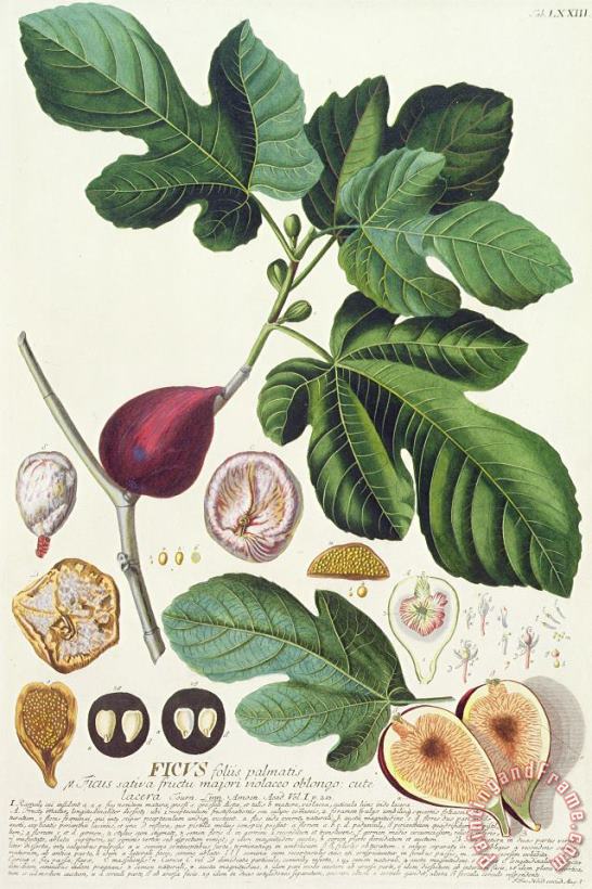 German School Fig Engraved By Johann Jakob Haid Art Print