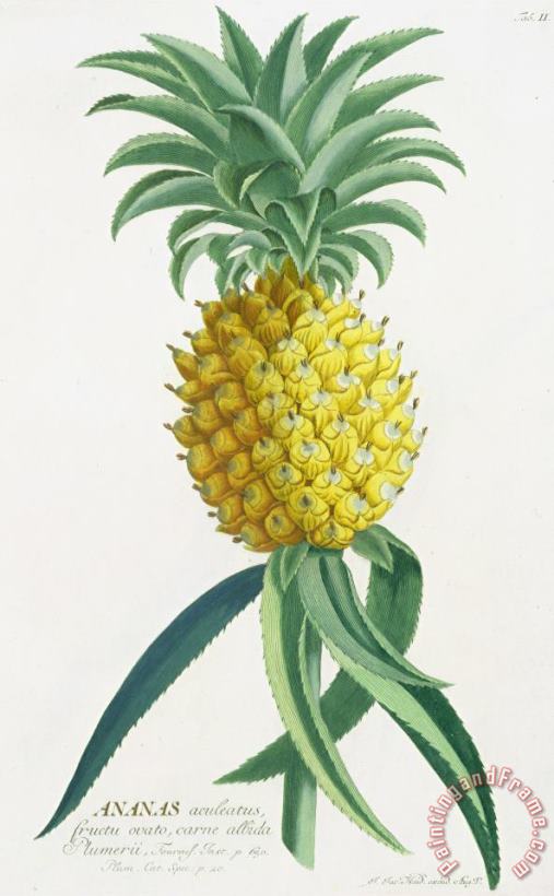 German School Pineapple Engraved By Johann Jakob Haid Art Painting