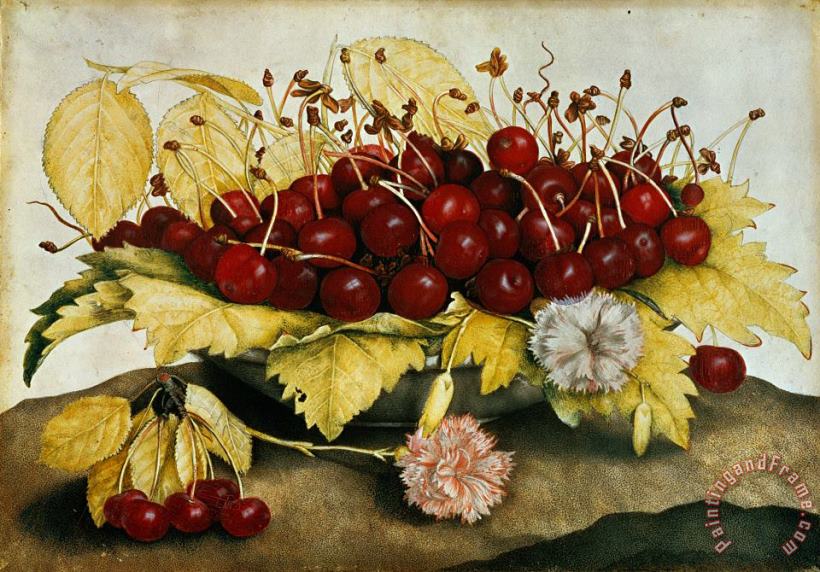 Cherries and Carnations painting - Giovanna Garzoni Cherries and Carnations Art Print