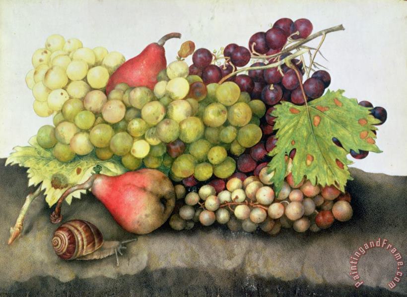 Snail with Grapes and Pears painting - Giovanna Garzoni Snail with Grapes and Pears Art Print