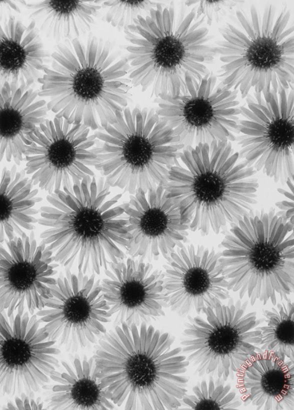 Chrysanthemum Flowers painting - Graeme Harris Chrysanthemum Flowers Art Print