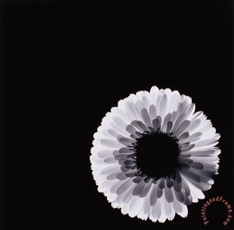 White Flower painting - Graeme Harris White Flower Art Print