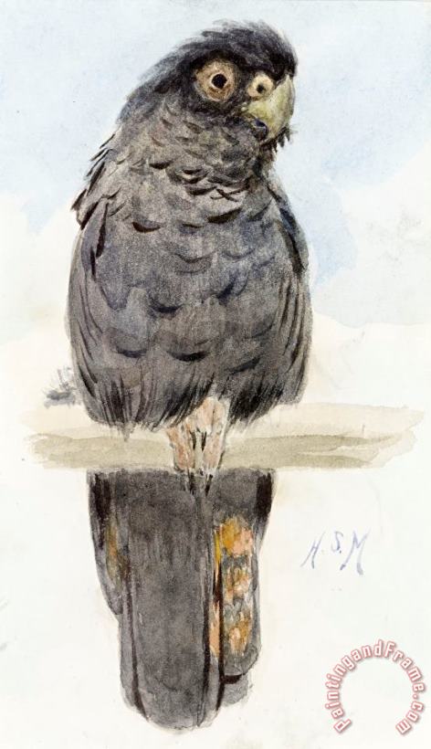 A Black Cockatoo painting - Henry Stacey Marks A Black Cockatoo Art Print