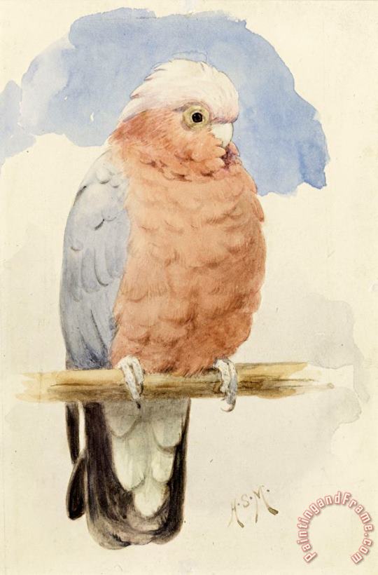 Henry Stacey Marks A Rose Breasted Cockatoo Art Print