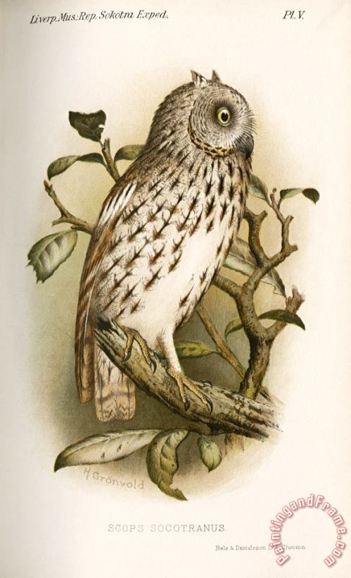 H.O. Forbes An Owl Scops Socotranus Art Painting