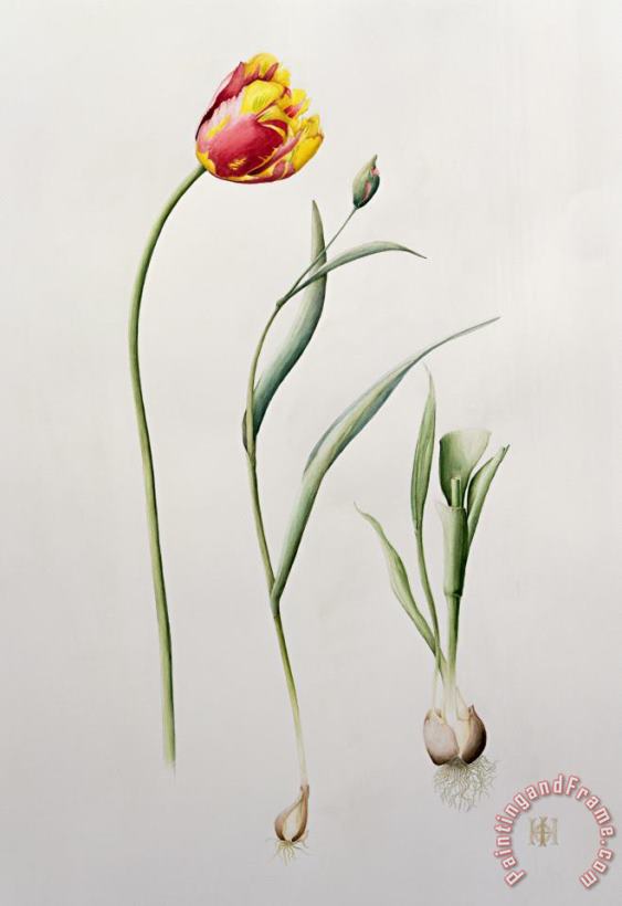 Iona Hordern Parrot Tulip Art Print