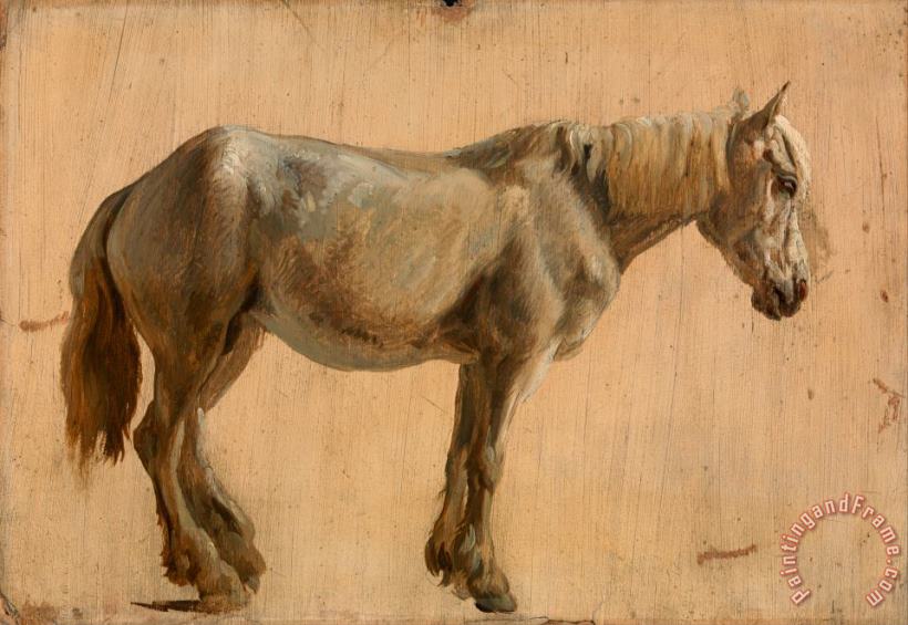 Jacques-Laurent Agasse Study of a Grey Horse Art Print