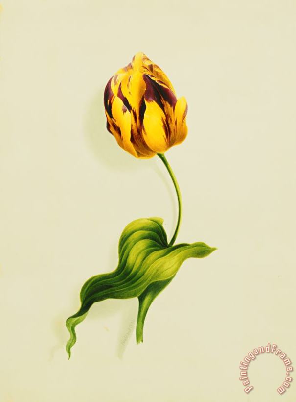 James Holland A Parrot Tulip Art Painting