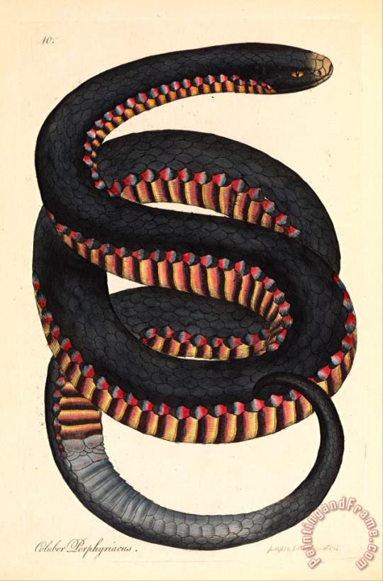 James Sowerby Crimson Sided Snake, Coluber Porphyriacus Art Print